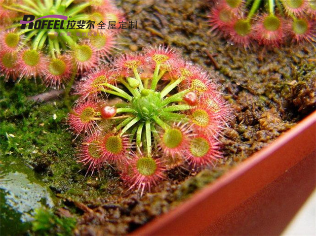 拉斐爾全屋定制|夏天到了，拉斐爾全屋定制教你如何驅(qū)蚊！